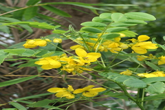 Senna surattensis